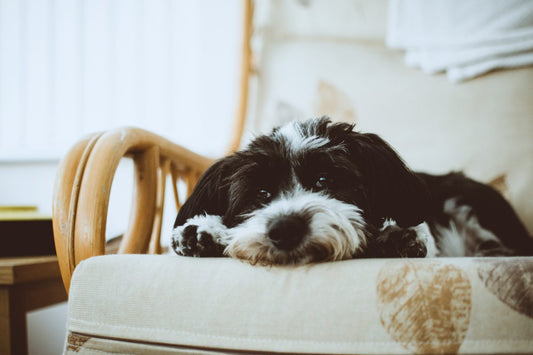 How to Choose the Best Pet Friendly Furniture